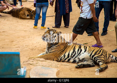 Tiger im Tiger-Tempel in Thailand Stockfoto