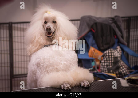 Weißer Pudel posiert dabei tricks in The National Pet Show im Excel Centre 7. Mai 2016 in London, Vereinigtes Königreich. Stockfoto