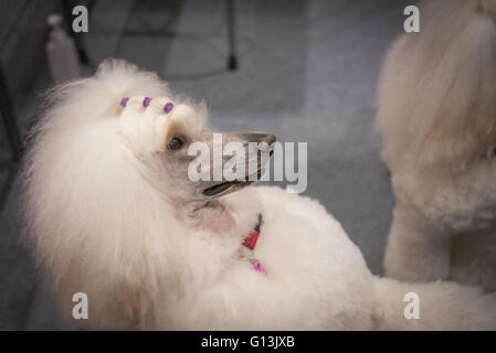 Weißer Pudel posiert dabei tricks in The National Pet Show im Excel Centre 7. Mai 2016 in London, Vereinigtes Königreich. Stockfoto