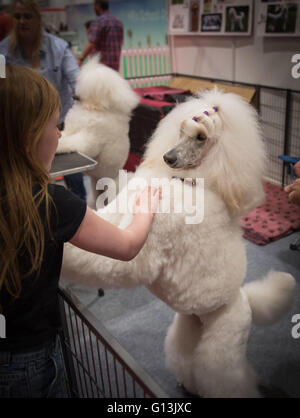 Weißer Pudel posiert dabei tricks in The National Pet Show im Excel Centre 7. Mai 2016 in London, Vereinigtes Königreich. Stockfoto