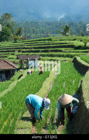 Bauern in die Reis-Terrassen, Jatiluwih, UNESCO-Weltkulturerbe, Bali, Indonesien Stockfoto