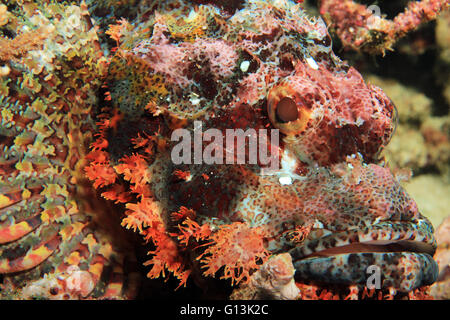 Nahaufnahme von einem bärtigen Drachenköpfe (Scorpaenopsis Barbata). Wagmab, Raja Ampat, Indonesien Stockfoto