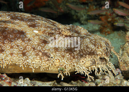 Nahaufnahme einer fransigen Wobbegong (Eucrossorhinus Dasypogon). Dampier-Straße, Raja Ampat, Indonesien Stockfoto