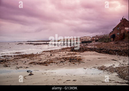 Winter-Ufer-Linie bei Dunbar an der East Lothian Küste Schottlands zeigt große Mengen von Kelp-Algen Stockfoto