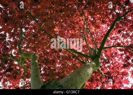 Rote Blätter der japanischen Ahorn Acer palmatum 'Atropurpureum' von unten gesehen mit den frühen Sommer Laub mit Hintergrundbeleuchtung in einem Garten. Großbritannien, Großbritannien Stockfoto