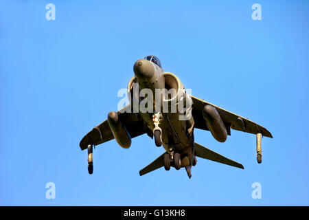 Ein Royal Navy Fleet Air Arm britischen Luft-und Meer Harrier F/A.2 XZ440 009 (Cn 41H-912003) des 801NAS an RNAS Yeovilton, Somerset. Stockfoto