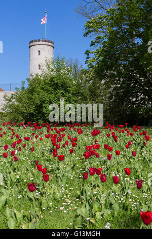 Der Turm der Sparrenburg, Bielefeld, Deutschland mit roten Tulpen im Vordergrund Stockfoto