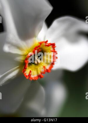 Weiße Blüte mit gelben und roten Zentrum Stockfoto