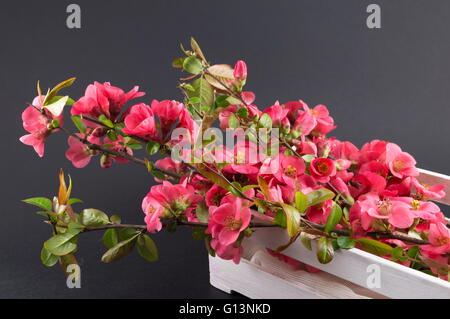 Japanische rose Blumen in einer box Stockfoto