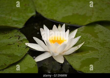 Weiße Seerose Stockfoto