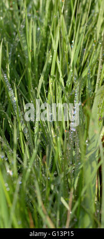 Nassen Grashalme Stockfoto