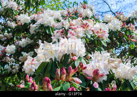 Weiße Rhododendron 'Loderi Pink Diamond' in Blüte bei RHS Gärten in Wisley, Surrey, UK im Frühling Stockfoto