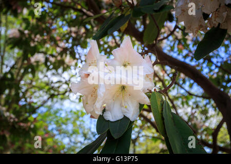 Weiße Rhododendron 'Loderi Pink Diamond' in Blüte bei RHS Gärten in Wisley, Surrey, UK im Frühling Stockfoto