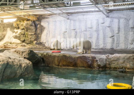 Paar der Eisbär (auch bekannt als Thalarctos Maritimus oder Ursus Maritimus) ruhen auf Eis Stockfoto