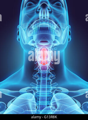 3D Darstellung der Epiglottis - Teil des menschlichen Bio. Stockfoto