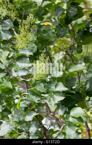 Syringa pekinensis Stockfoto