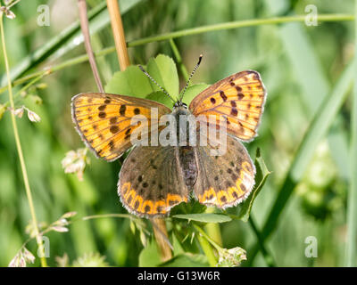 Schöne braune Schmetterling auf dem Rasen. Rußiger Kupfer, Lycaena Tityrus. Stockfoto