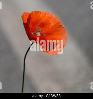 Rot Flandern aka Klatschmohns Straßenrand. Papaver Rhoeas. Stockfoto