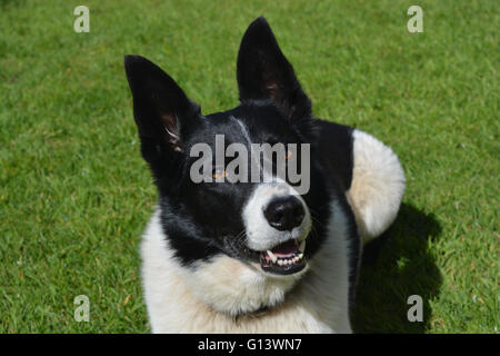 Border Collie X Stockfoto