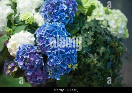 Blaue Hortensie Blüte mit grünen Blättern im Frühlingsgarten Stockfoto