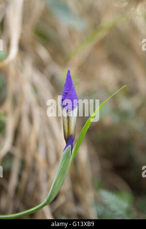 Blau lila Orchidee im Pangot Garten Fringed gentian Stockfoto