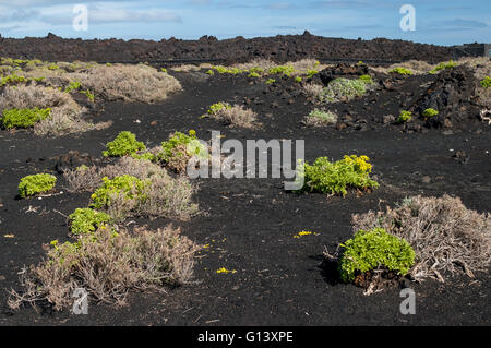 Pflanzen wachsen auf Boden der Asche, Lapilli und vulkanische Gestein. Teneguia Volcano auf La Palma, Kanarische Inseln, Spanien Stockfoto