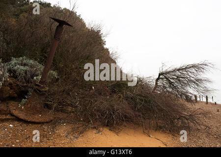 Auswirkungen der Küstenerosion, Bawdsey Fähre, Suffolk, UK. Stockfoto