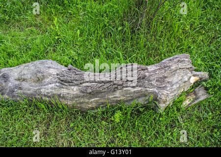 Teil der Struktur des Holzes in die Wiese und Ruine liegen. Stockfoto