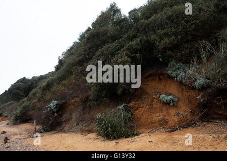 Auswirkungen der Küstenerosion, Bawdsey Fähre, Suffolk, UK. Stockfoto