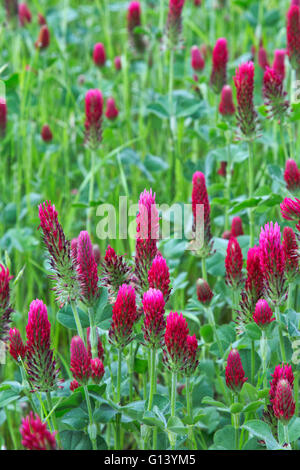 Crimson Clover, "Trifolium Incarnatum" blühende Wiese. Stockfoto