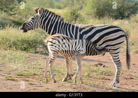 Burchell Zebra-Stute mit Fohlen säugen Stockfoto