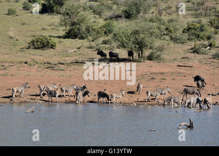 Burchell Zebras und Gnus in eine friedliche Szene an einer Wasserstelle im Pilanesbug Spiel reservieren Stockfoto