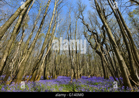 Glockenblumen in Sussex woodland Stockfoto