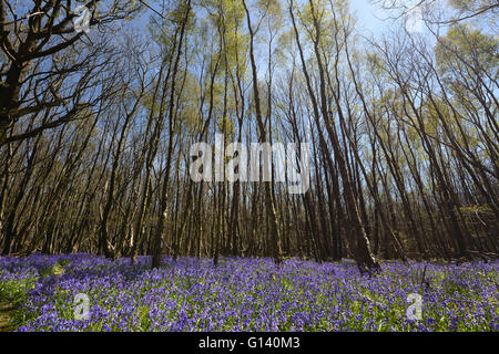 Glockenblumen in Sussex woodland Stockfoto