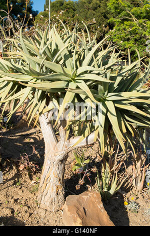 Aloe Dichotoma, auch bekannt als Köcherbaum oder Kokerboom. Parque De La Paloma, Benalmádena-Costa, Malaga, Spanien Stockfoto