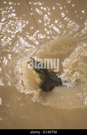 Springen Krokodile am Adelaide River in der Nähe von Darwin Stockfoto