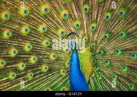 Männlicher Pfau seine Flügel ausbreitet Stockfoto