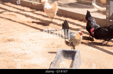 Schwarz, Buff, braune und weiße Hühner auf einem Bauernhof außerhalb einen Hühnerstall picken und Nahrungssuche. Stockfoto