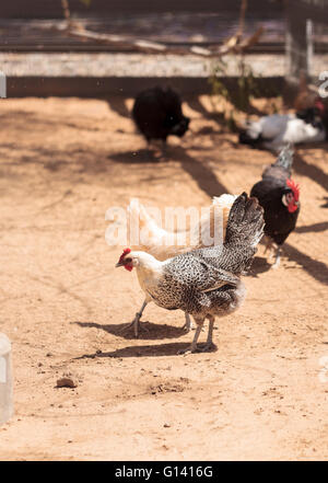 Schwarz, Buff, braune und weiße Hühner auf einem Bauernhof außerhalb einen Hühnerstall picken und Nahrungssuche. Stockfoto