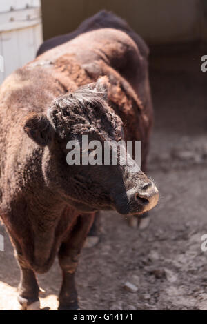 Gefunden in Irland, die Dexter-Kuh Bos Taurus ist eine seltene Rasse und gilt als Miniatur-Rinder. Stockfoto