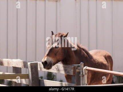 Native zu den britischen Inseln, die seltenen Exmoor Pony Equus Ferus Caballus ist auch bekannt als das keltische Pony. Stockfoto