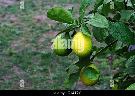 Reife Zitronen an einem Baum nach dem Regen, mit Rasen und Rasen im Hintergrund. Stockfoto