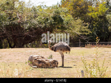 Größere Rhea Americana Nandu Vogel steht in eine Wiese Essen Sträucher. Stockfoto