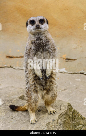 Meercat bei Folly Farm, Tenby, Australien Stockfoto