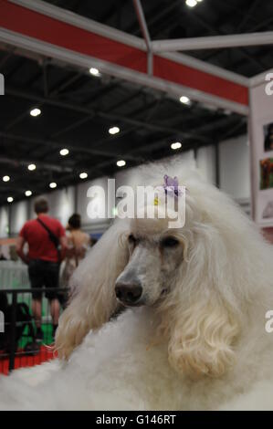 London, UK. 8. Mai 2016. Ein Pudel runden sich die Aufmerksamkeit auf die nationalen Pet Show. Bildnachweis: Dario Earl/Alamy Live-Nachrichten Stockfoto