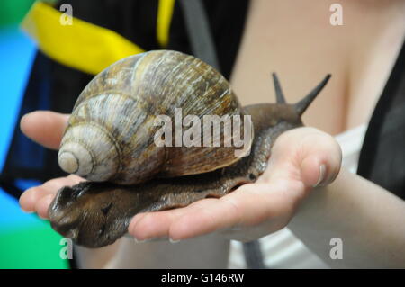 London, UK. 8. Mai 2016. Eine riesige afrikanische Schnecke auf der nationalen Pet Show in London Credit: Dario Earl/Alamy Live-Nachrichten Stockfoto