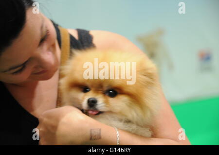 London, UK. 8. Mai 2016. Lulu die Pommern zieht so die Aufmerksamkeit auf die nationalen Pet Show 2016. Bildnachweis: Dario Earl/Alamy Live-Nachrichten Stockfoto