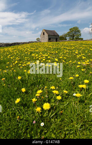 Löwenzahn in einem Feld in der Nähe von Peak District Dorf von Alstonefield, Staffordshire Stockfoto