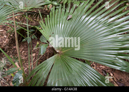 Sao Paulo, Brasilien. 8. Mai 2016. Palmeira de Leque, Chinesisch fan Palm oder Brunnen Palm (Livistona Chinensis), subtropischen Palmen sieht man an diesem bewölkten Tag im Cantareira State Park (Portugiesisch: Parque Estadual da Cantareira) in Sao Paulo, Brasilien. Bildnachweis: Andre M. Chang/ARDUOPRESS/Alamy Live-Nachrichten Stockfoto