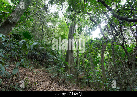 Sao Paulo, Brasilien. 8. Mai 2016. Fig, Figueira (Ficus Insipida) ein tropischer Baum, an diesem bewölkten Tag im Cantareira State Park gesehen ist (Portugiesisch: Parque Estadual da Cantareira) in Sao Paulo, Brasilien. Bildnachweis: Andre M. Chang/ARDUOPRESS/Alamy Live-Nachrichten Stockfoto